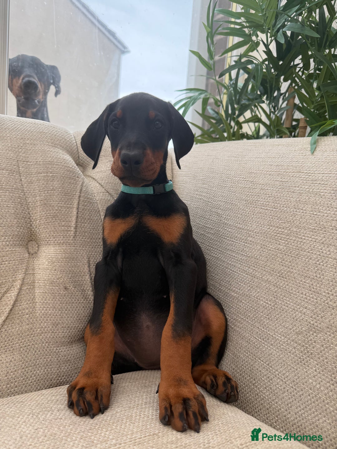 Dobermann dogs for sale: Healthy chunky European Doberman puppies - Image 15