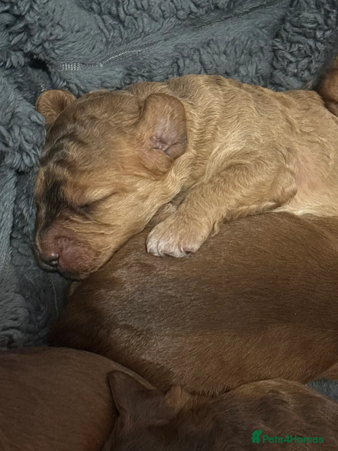 Cockapoo dogs for sale: 8 beautiful cockapoo puppies  - Advert 12