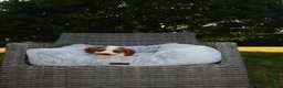 Cockalier dogs for sale: Cockalier puppies - 5 in litter  in Tonbridge - Advert 5