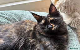 Maine Coon cats for sale: Pure Breed Female Maine Coon Available  in Paisley - Image 2