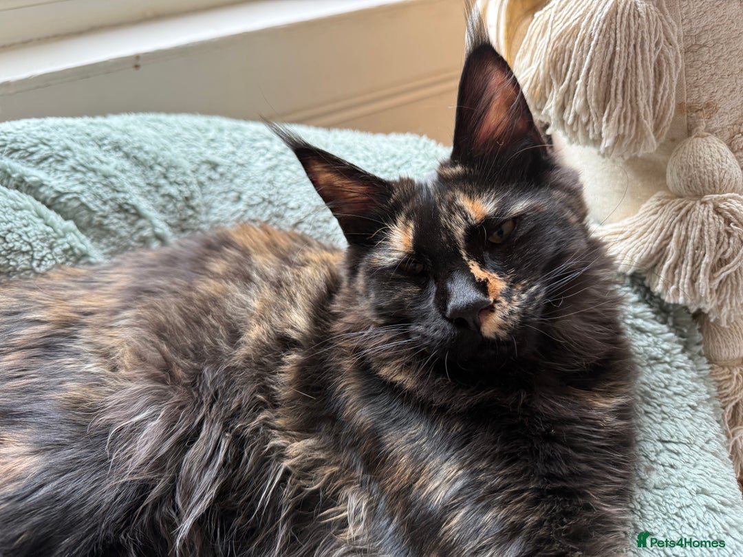 Maine Coon cats for sale: Pure Breed Female Maine Coon Available  in Paisley - Image 2