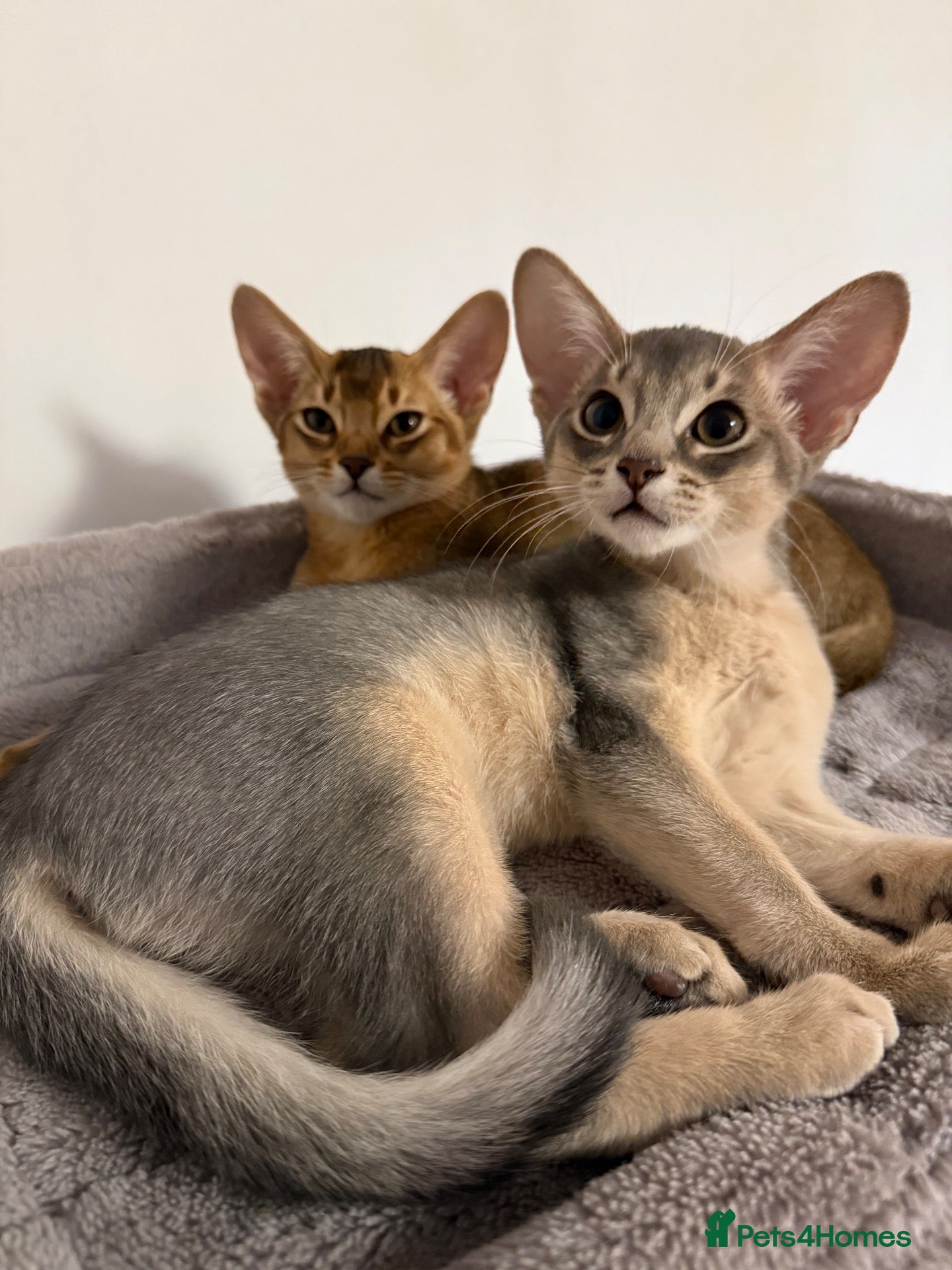 Abyssinian cats 🐾 Two Gorgeous Abyssinian Kittens 🐈‍⬛ - Advert 3