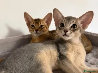 Abyssinian cats 🐾 Two Gorgeous Abyssinian Kittens 🐈⬛ - Advert 3