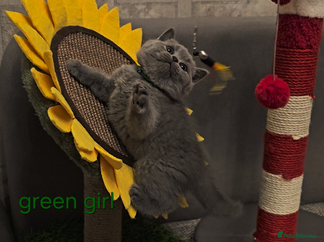 British Shorthair cats for sale: British Shorthair kitten's, GCCF pedigree - Advert 18