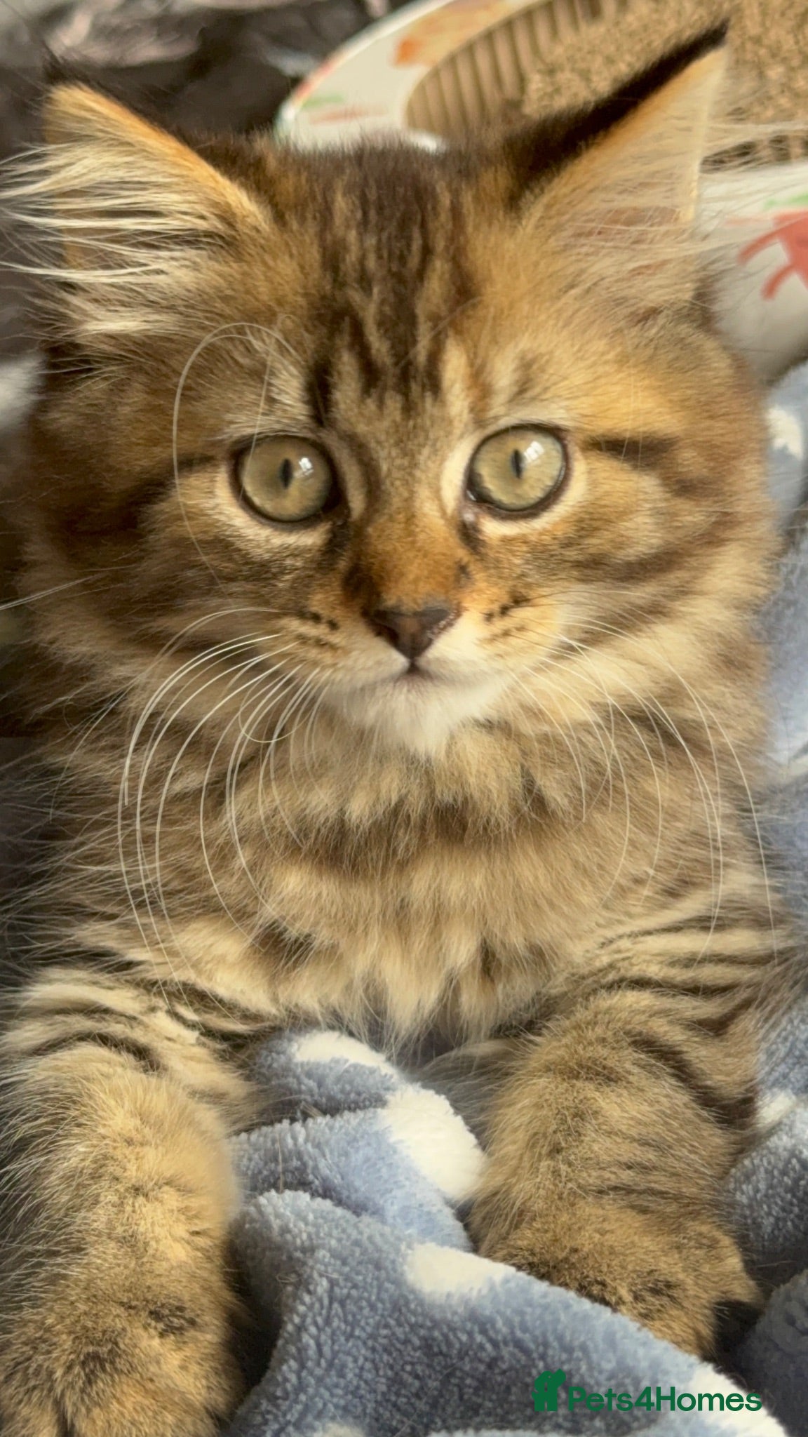 Norwegian Forest Cat cats Beautiful Females available  - Advert 1