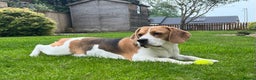 Beagle dogs for stud: KC Registered Beagle for Stud - Advert 5