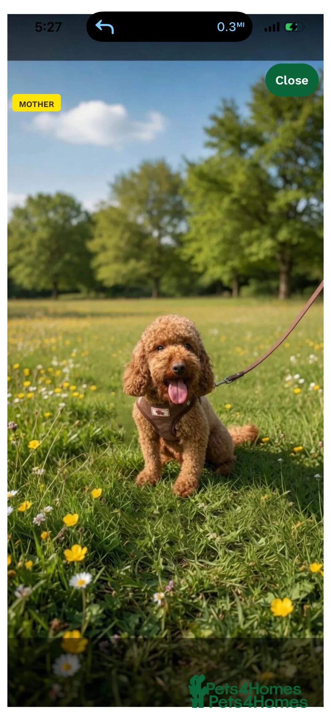 Toy Poodle dogs for sale: Red toy poodle puppy in Alfreton - Advert 2