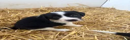 Border Collie dogs for sale: Beautiful Border Collie Pups - Advert 4
