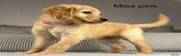 Goldendoodle dogs for sale: BEAUTIFUL HEALTHY LOVING PUPPIES  - Advert 20