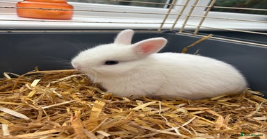 Netherland Dwarf rabbits - Advert 11