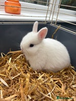 Netherland Dwarf rabbits - Advert 3
