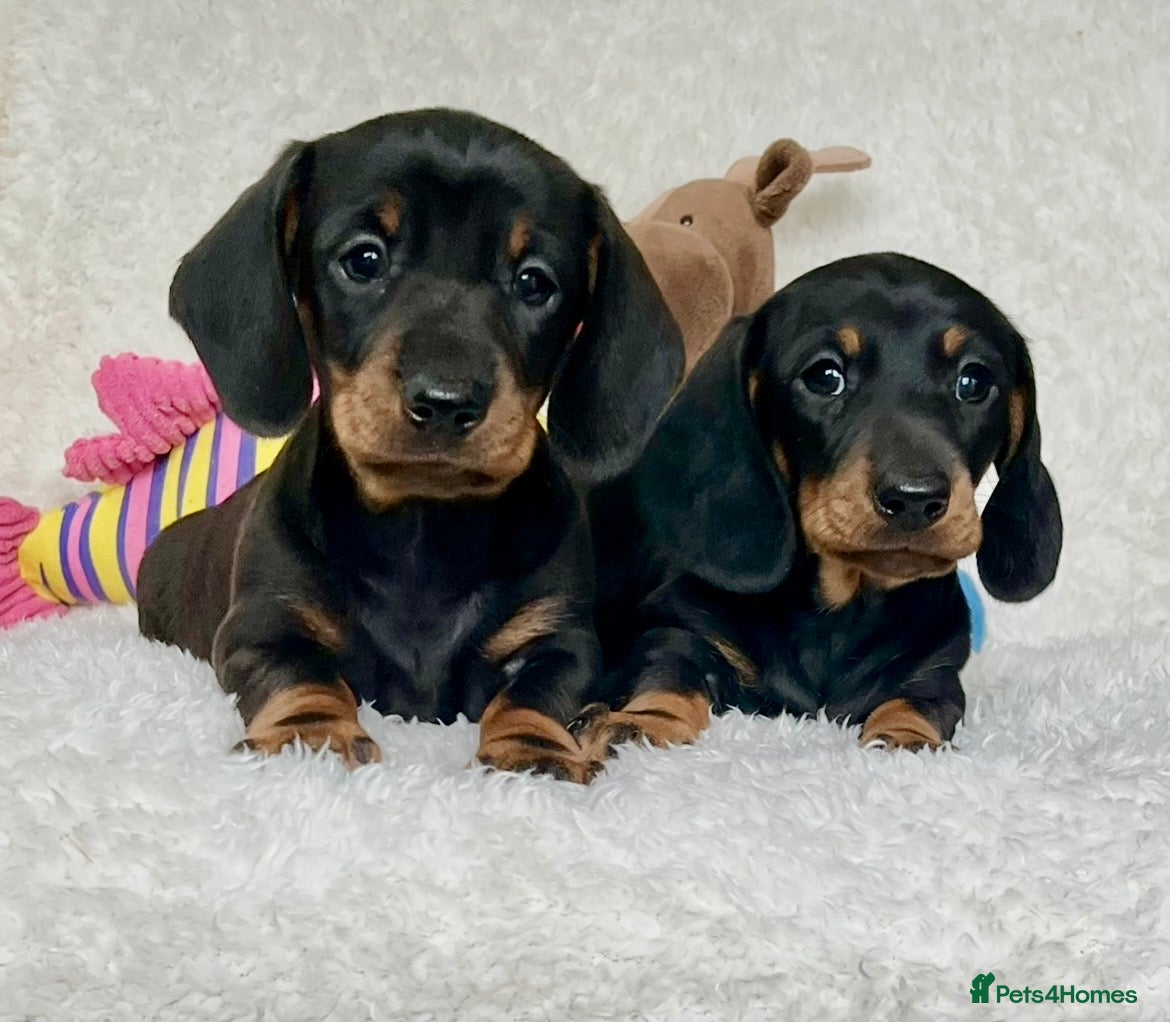 Dachshund dogs Adorable miniature dachshund puppies  - Advert 5