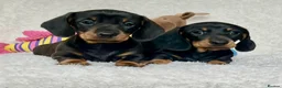 Dachshund dogs for sale: Adorable miniature dachshund puppies  - Advert 2