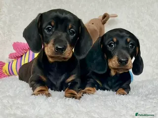 Dachshund dogs Adorable miniature dachshund puppies - Advert 5