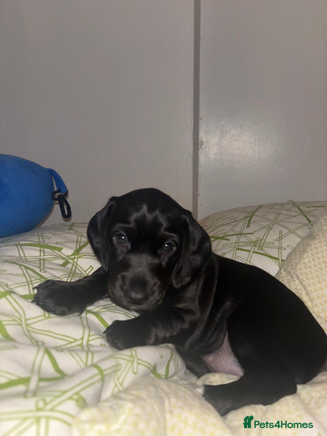 Mixed Breed dogs for sale: Miniature dachshunds puppies - Advert 8