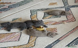 British Shorthair cats for sale: Gorgeous Kittens Ready to Find Their Forever Homes - Image 2