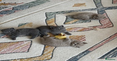 British Shorthair cats - Advert 12