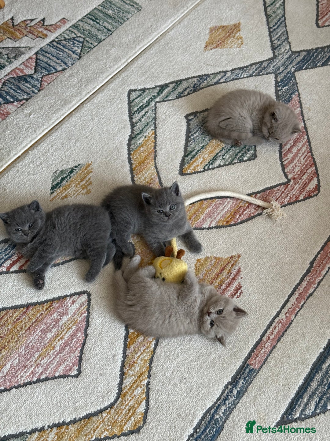 British Shorthair cats for sale: Gorgeous Kittens Ready to Find Their Forever Homes - Image 2