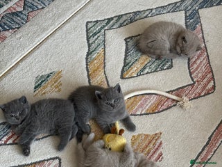 British Shorthair cats - Advert 3