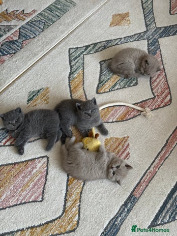 British Shorthair cats - Advert 8