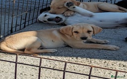 Labrador Retriever dogs for sale: KC Labrador puppies #READY TO LEAVE# - Image 2