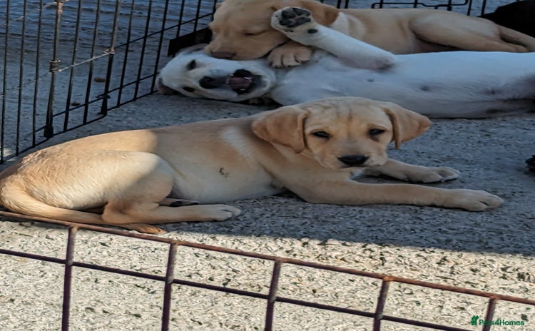 Labrador Retriever dogs - Advert 6