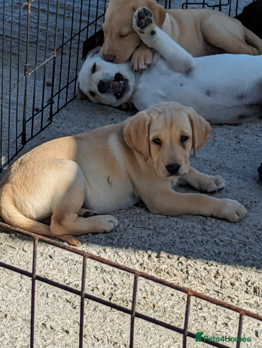 Labrador Retriever dogs for sale: KC Labrador puppies #READY TO LEAVE# - Image 2