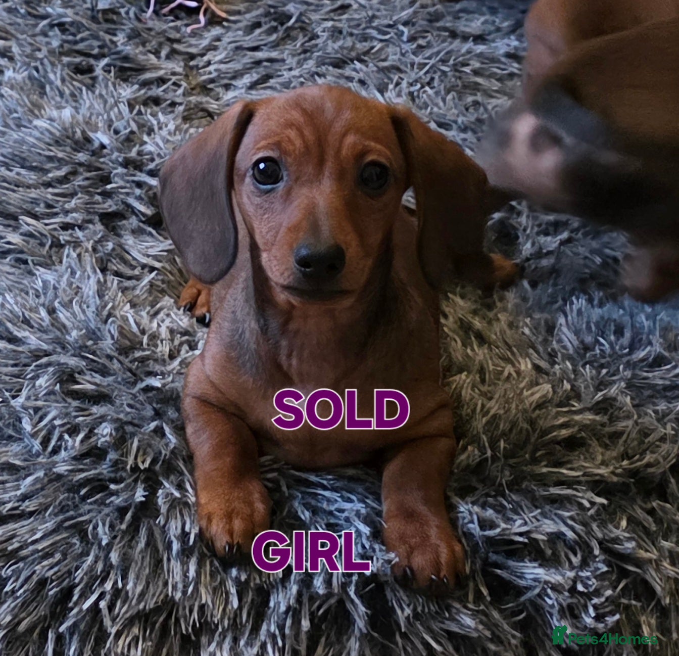 Miniature Dachshund dogs *PRICE REDUCED* 1 beautiful girl left  - Advert 7