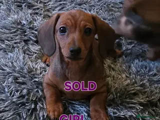 Miniature Dachshund dogs *PRICE REDUCED* 1 beautiful girl left - Advert 7