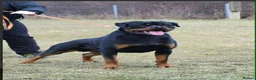 Rottweiler dogs for sale: KC ROTTWEILER  - Advert 17