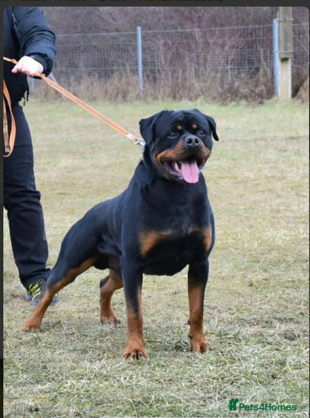 Rottweiler dogs for sale: KC ROTTWEILER  - Advert 17