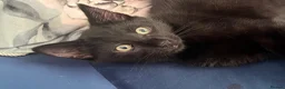 Mixed Breed cats for sale: Beautiful Black Boy  - Advert 3