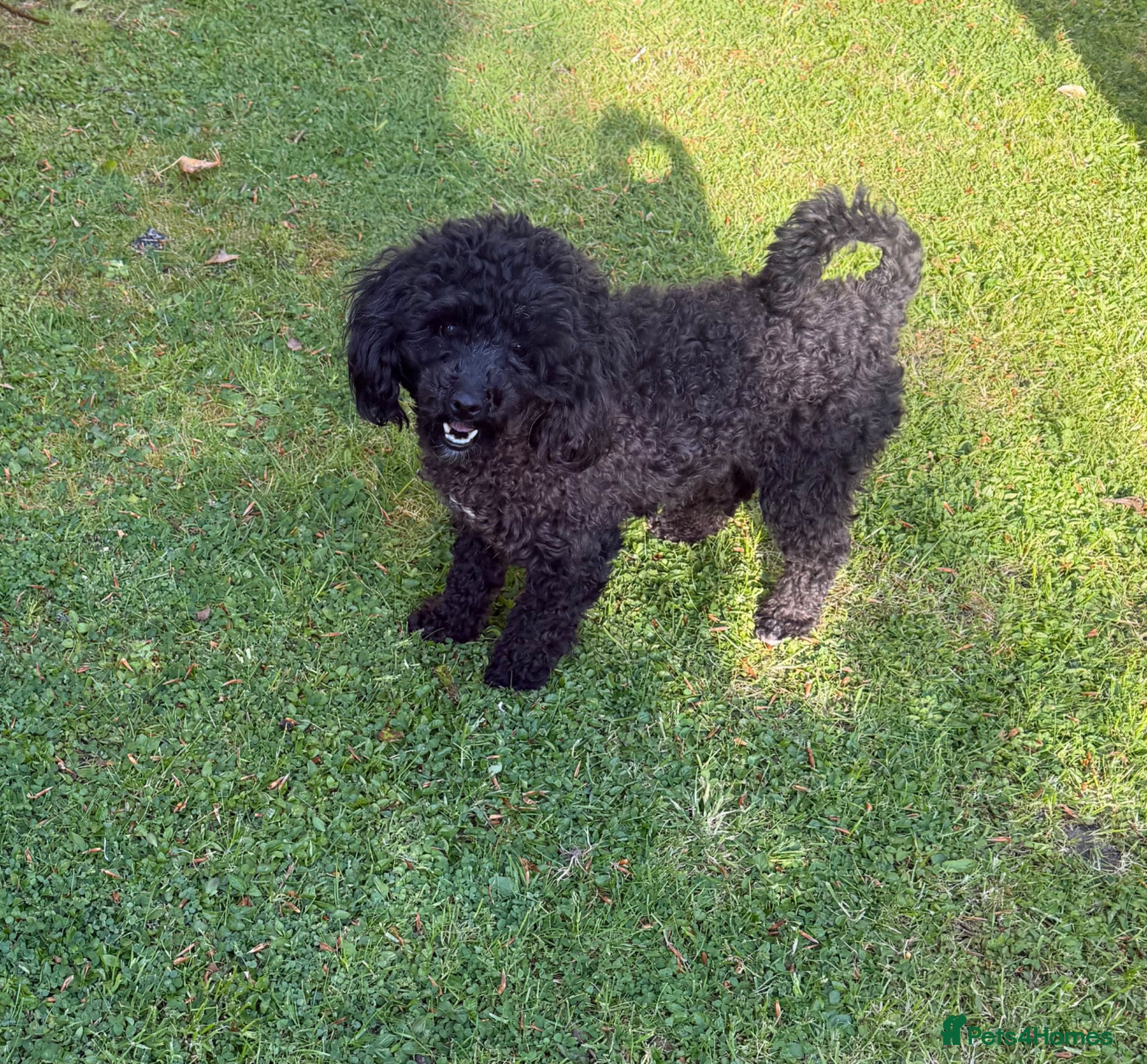 Toy Poodle dogs Beautiful Toy Poodle  - Advert 1