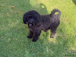 Toy Poodle dogs Beautiful Toy Poodle - Advert 1