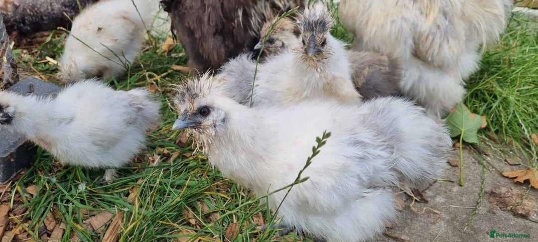 Chickens poultry for sale: Bearded Silkie (8-10 weeks) - Image 10