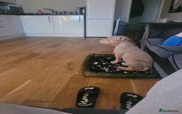 American Bulldog dogs for sale: American pocket bully  - Image 10