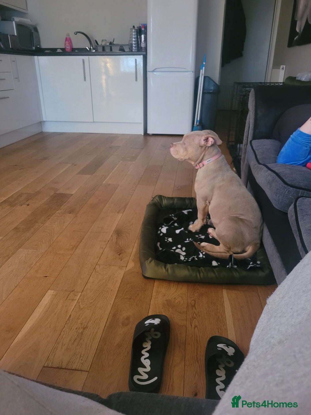 American Bulldog dogs for sale: American pocket bully  - Image 10