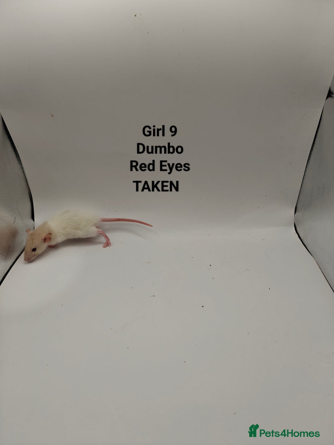 Rat rodents for sale: NOV: 18 Rats (8 Rats: 3 Boy & 5 Girls Left) - Advert 15