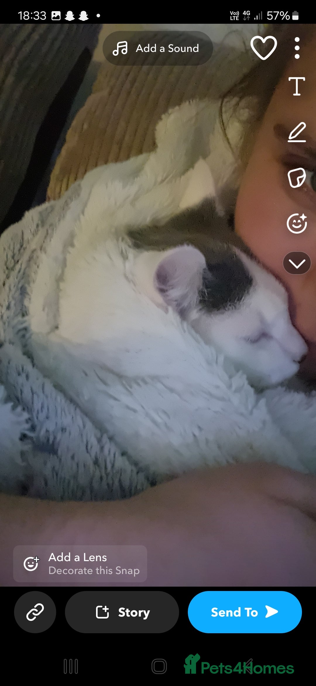 Turkish Angora cats for sale: 2 loving cats - Image 6