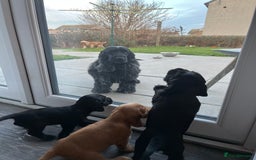 Cocker Spaniel dogs for sale: Solid black cocker spaniel puppies ready 10th Dec  - Image 4