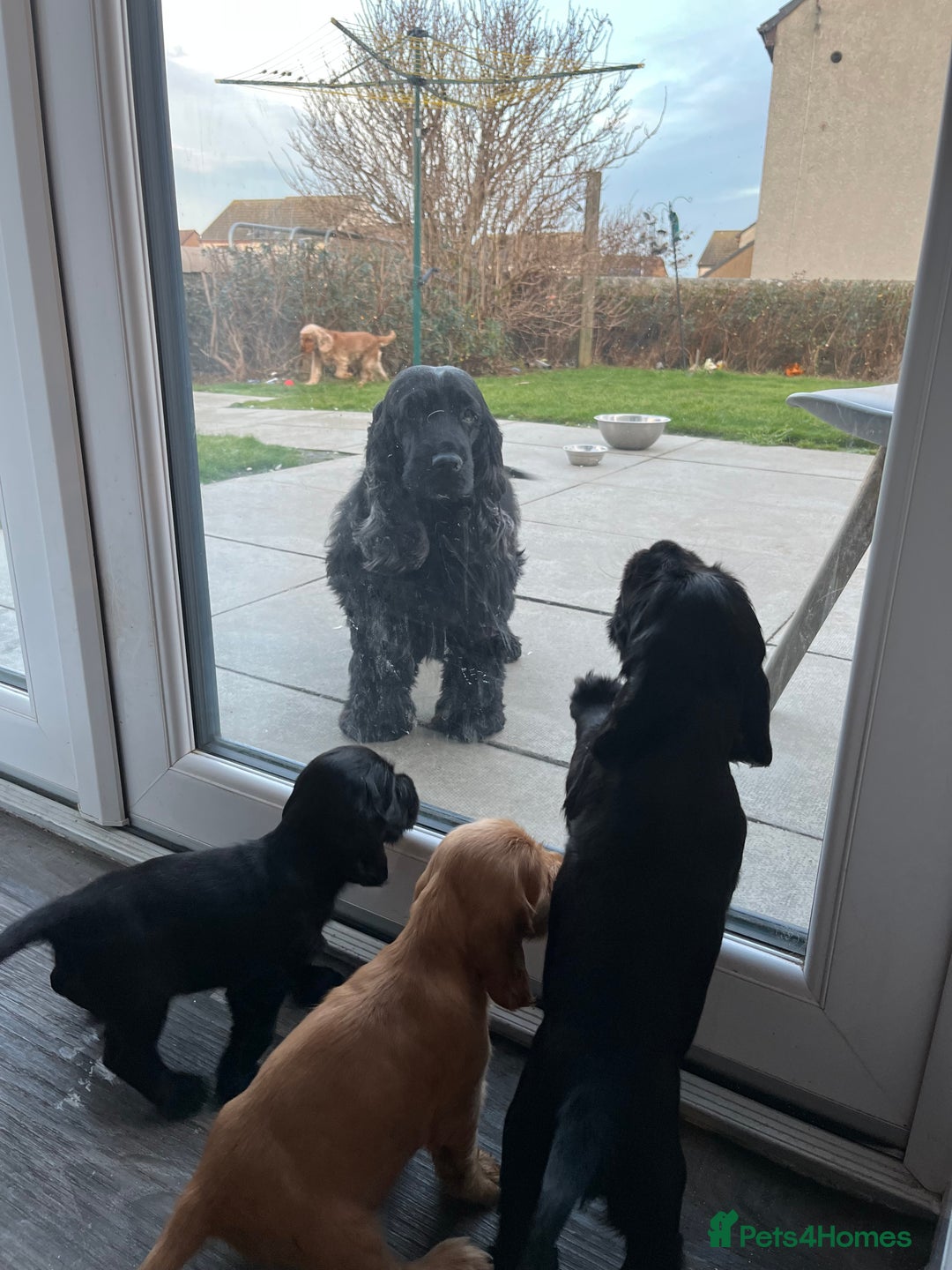 Cocker Spaniel dogs for sale: Solid black cocker spaniel puppies ready 10th Dec  - Image 4