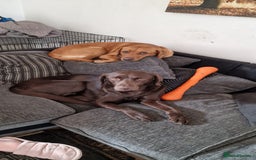 Labrador Retriever dogs for sale: KC Registered Black Lab (1 Girl, 1 boy remaining) - Image 38