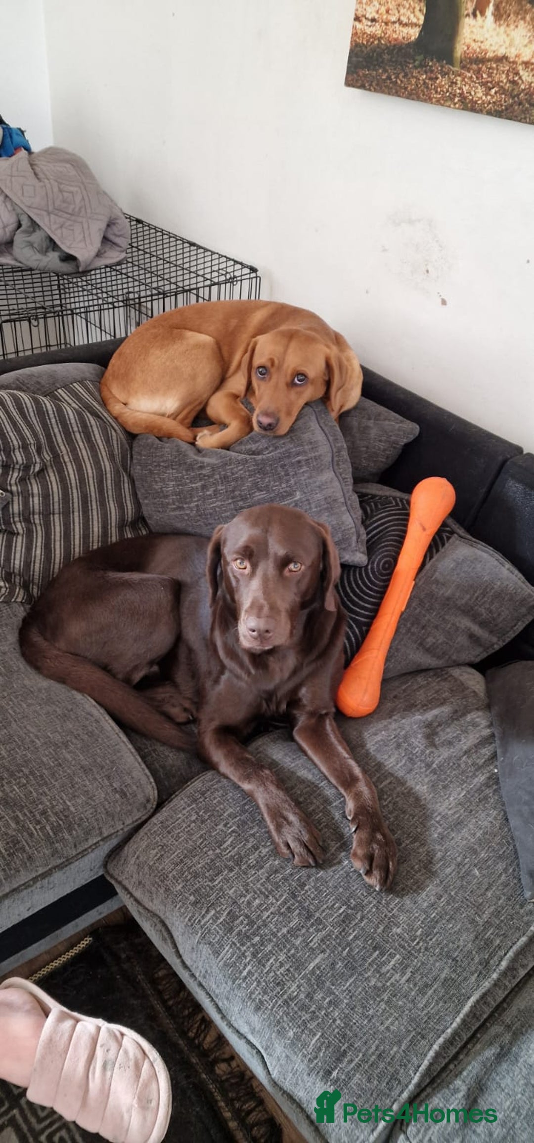 Labrador Retriever dogs for sale: KC Registered Black Lab (1 Girl, 1 boy remaining) - Image 38