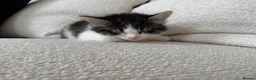 Mixed Breed cats for sale: 4 gorgeous kittens for sale  - Advert 7