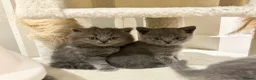 British Shorthair cats for sale: Chunky British shorthair kittens & 1 long haired  - Advert 7