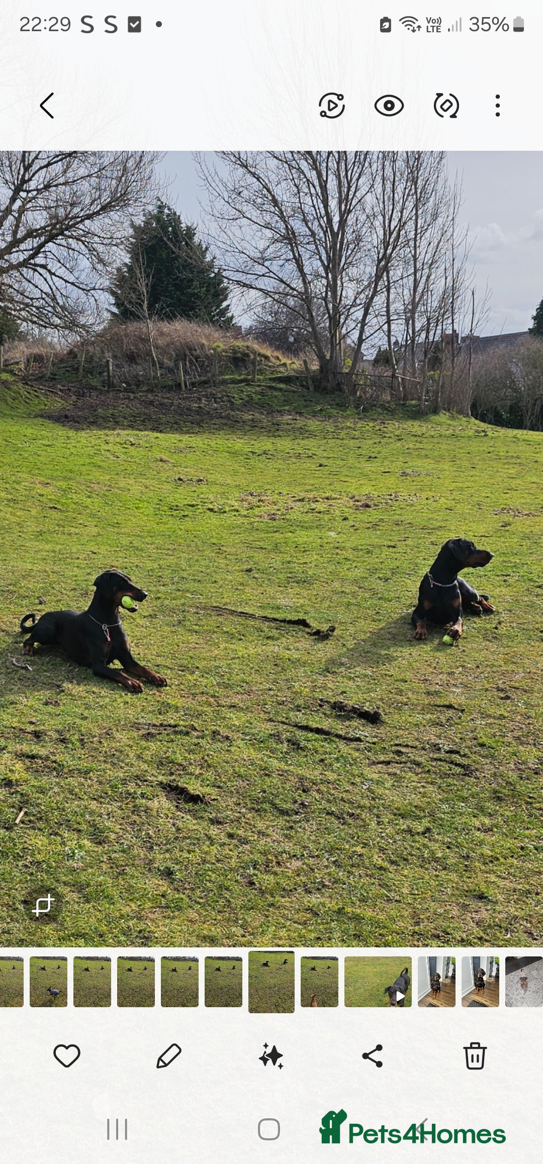Dobermann dogs for sale: Top quality Dobermann puppies - Image 9