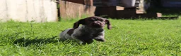 Cocker Spaniel dogs for sale: Kc registered working cockers  - Advert 29