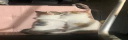 Mixed Breed cats for sale: Kittys kittens  - Advert 13