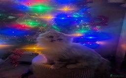 Perdoll cats for sale: Gorgeous rare Ragdolls cross Persians❤️ - Advert 8
