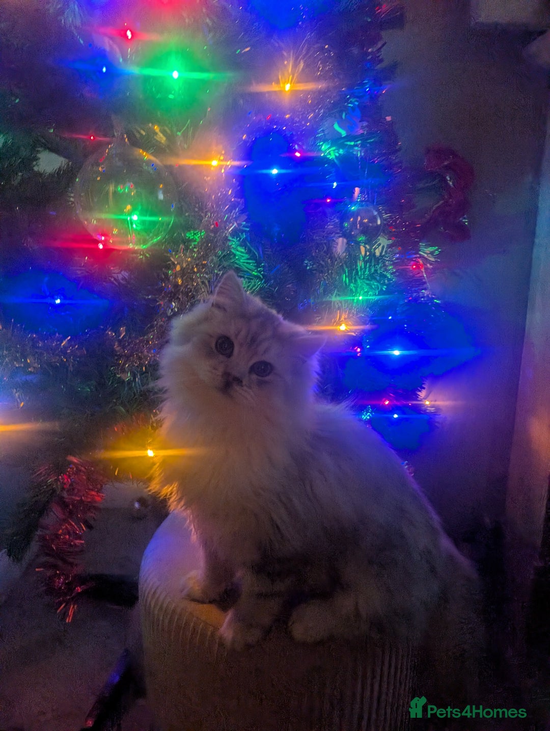 Perdoll cats for sale: Gorgeous rare Ragdolls cross Persians❤️ - Advert 8